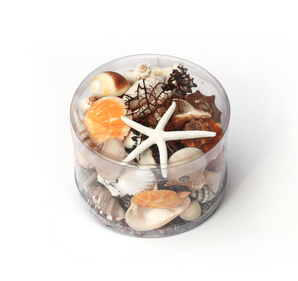 Premium Seashell Pack - Earth and Sun